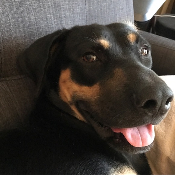 Allergy Alert! There’s a dog in this house! - Picture 1 of 8